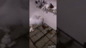 "" СЕТКА НА ПОЛ... В ГОЛУБЯТНЮ ""