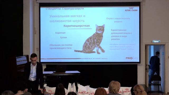 Royal Canin питание для породистых кошек. 29 января 2017. Кошки.Info смотреть онлайн
