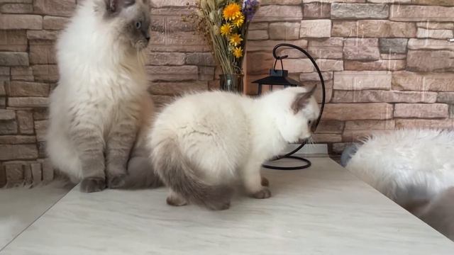 William, Xuni, Everest, Escimo смотреть онлайн