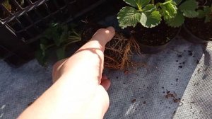 Посадка клубники Крапо10 и Сандра продолжаются!