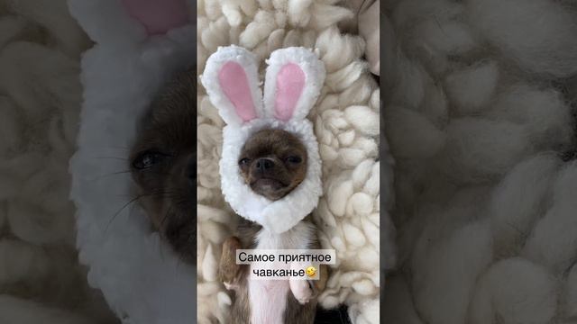 Как вам? #чихуахуа #собака #юмор #chihuahua #dog #cобаки #cane #dogvideo #치와와 #チワワ #犬 #狗