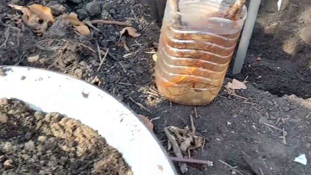 Осенняя посадка яблони. Октябрь 2021 г. смотреть онлайн