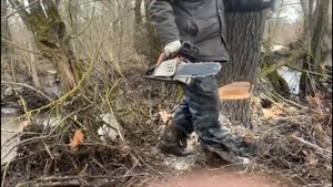 Валим дерево (ракиту) на участке
