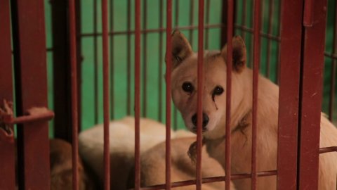 Орел и Решка: Собаки на убой в Пусане