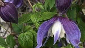 Clématite des Alpes ''Clematis alpina Francis Rivis' Renaissance printanière.