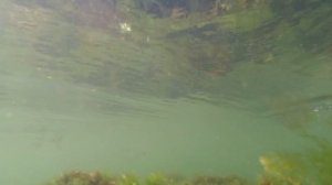 Море флэт и пиленгас (пеленгас или пелингас). Нюансы ловли. Бердянск. Азовское море 09 08 2020