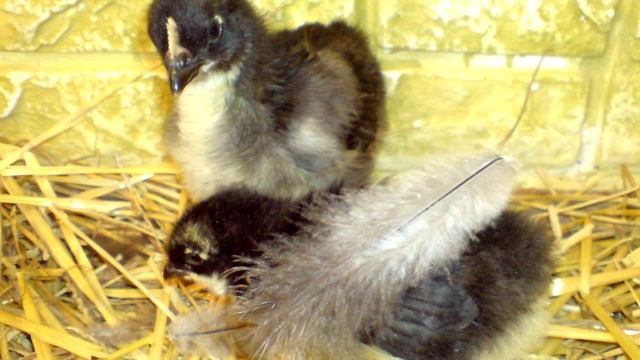 Выбор инкубационных яиц смотреть онлайн