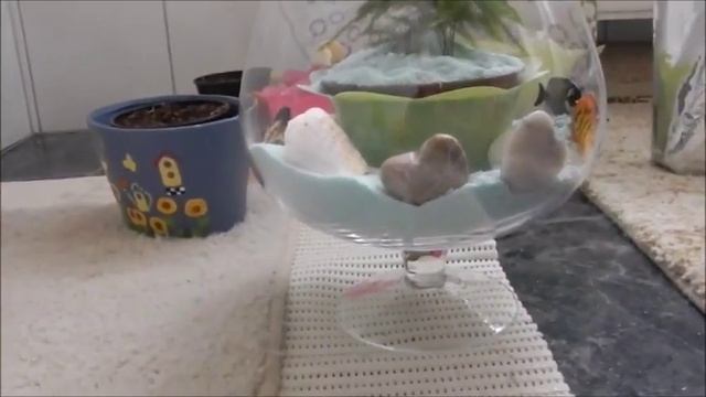 ФЛОРАРИУМ КАК ДЕЛАЮТ ФЛОРАРИУМ ИДЕИ ДЛЯ БИЗНЕСА ИСКУССТВЕННЫЙ АКВАРИУМ смотреть онлайн