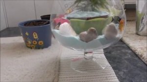 ФЛОРАРИУМ   КАК ДЕЛАЮТ ФЛОРАРИУМ   ИДЕИ ДЛЯ БИЗНЕСА  ИСКУССТВЕННЫЙ АКВАРИУМ