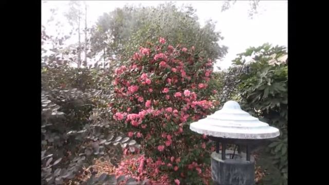 Fragrant Pink Camellia смотреть онлайн