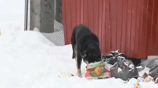 Собаки бывают кусачими, а люди – безответственными смотреть онлайн