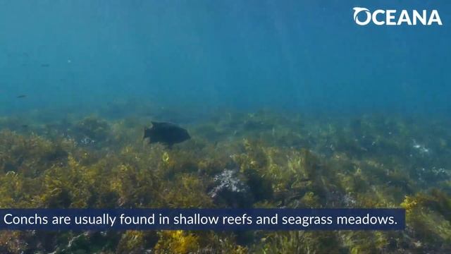 WATCH: What lives inside this conch shell? | Oceana смотреть онлайн