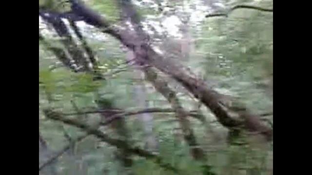 Наши новорождённые котята)))))))))))