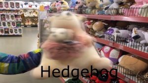 Как говорят Животные на английском Енот Скунс Еж Зебра Развивающие Мультики для Детей