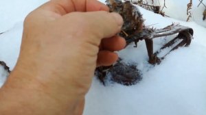 Промысловая охота у подножия Сихотэ-Алиня. НАСЫЩЕННЫЙ СЕЗОН