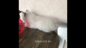 Talking kitten. Говорящий котенок.