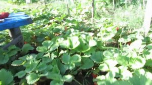 топовый сорт клубники ГИГАНТЕЛЛА МАКСИ