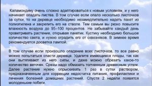 Комнатный Каламондин, или цитрофортунелла