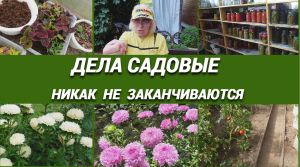 Дела садовые все никак не заканчиваются