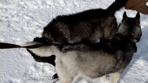 Канадская волчица и хаски