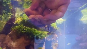 EASY SMALL GUPPY FISH TANK|| HOW TO SETUP A EASY BEAUTIFUL SMALL AQUARIUM || NEON TETRA AQUARIUM