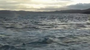 Эннио Марриконе к ф Смерть среди айсбергов ORCA the killer whale