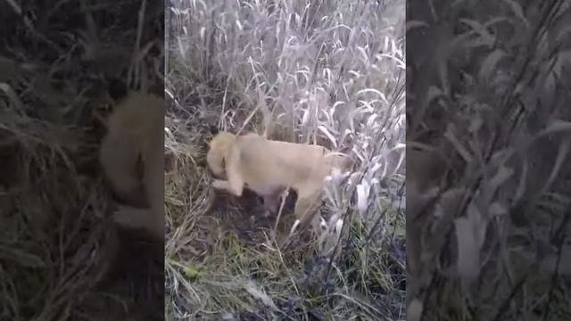 охота с русскими гончими