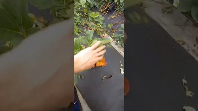 Клубника созрела! Урожай в июне.