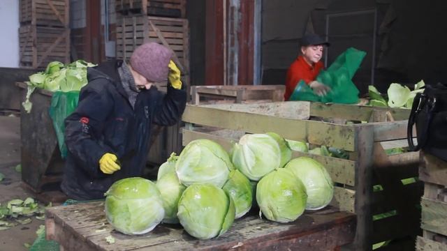 Переборщик капусты смотреть онлайн