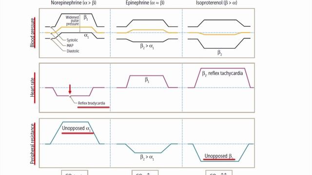 USMLE RX - 11.Фармакология - 1.Препараты Автономной НС - 13.Норадреналин VS Изопротеренол