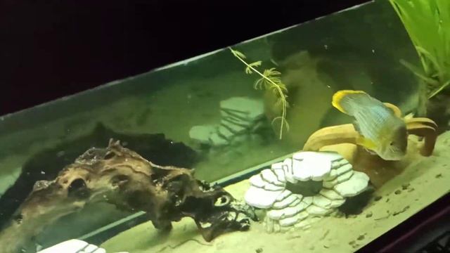 Бирюзовая акара (Andinoacara rivulatus) кормление цихлид,  Кормление голубой Акары рыбой. Корм.