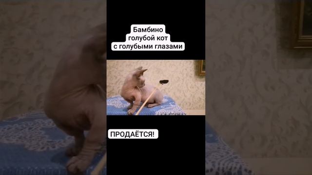 Бамбино! #не моё 🤣👍Знакомые просили показать такое чудо природы