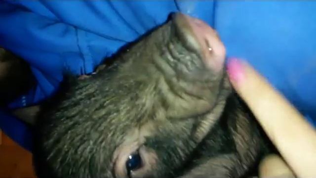 Вьетнамские поросята неделю спустя после кастрации смотреть онлайн