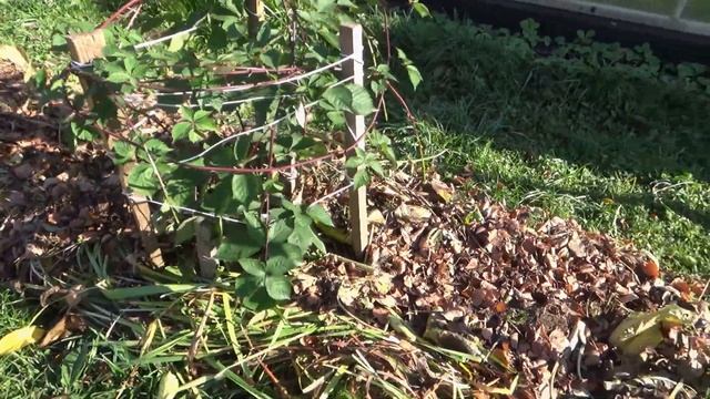 Однополосная шпалера для ежевики своими руками. Мульчирование ежевики летом и укрытие на зиму смотреть онлайн