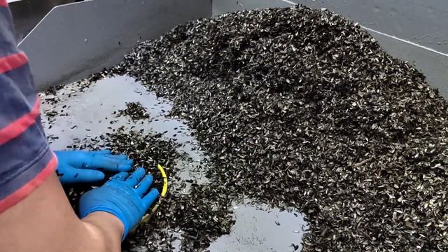 Изготовление грибных блоков вёшенки. смотреть онлайн