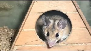 Подсматриваем за мышкой с мышонком. Иглистая мышь. ЗооУголок