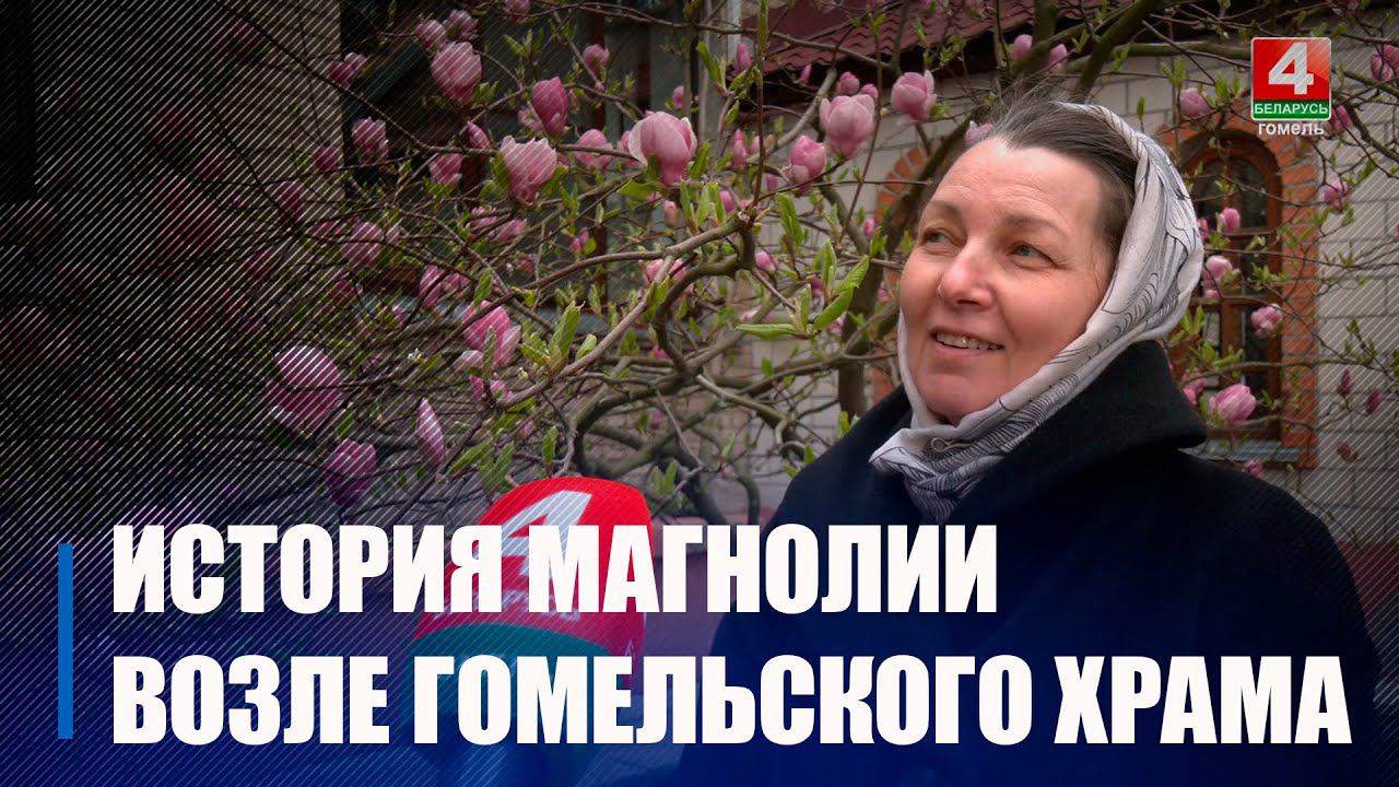 Возле Гомельского храма зацвела магнолия