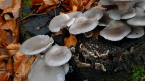 Bukovaca jesen 2022 - Pleurotus ostreatus