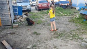 Лиза и Петух. Смешные видео с животными