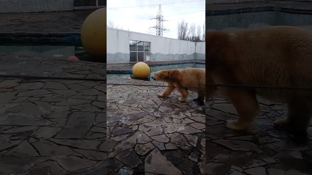 был сынок у маменьки,медвежонок маленький,,,, смотреть онлайн