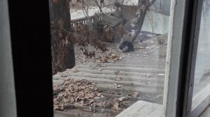 Кот упал с крыши
