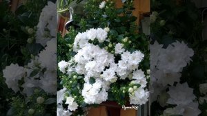 Жених и невеста, Кампанулы простые и махровые