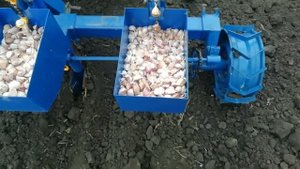 Посадка чеснока сеялкой (чеснокосажалка) 13.10.2021 года.