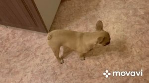ФРАНЦУЗСКИЙ БУЛЬДОГ / Щенок в квартире