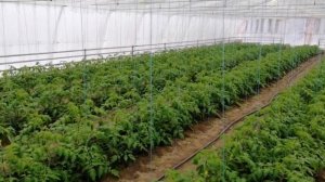 Ответ на вопрос по устройству отопления в теплице.