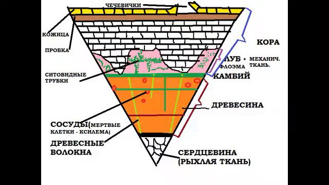 СТЕБЕЛЬ смотреть онлайн