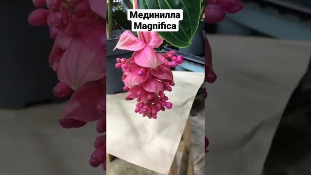 Мединилла Magnifica- прекрасное и эффектное растение.