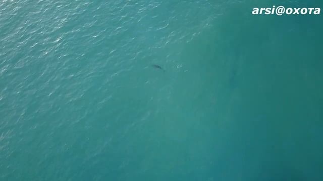 Дельфины смотреть онлайн