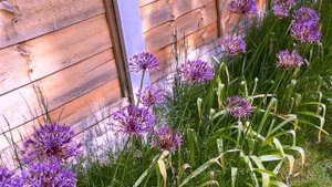 Alliums Purple Sensation - 100 of them!