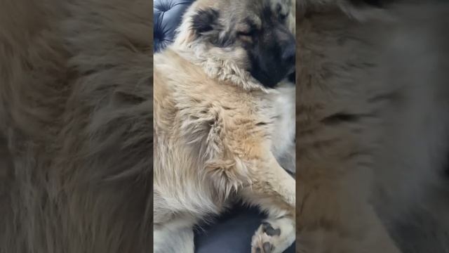 Обнаглел Отзывается на слово Царь Ведёт себя как царь Кавказская овчарка Миха #shorts смотреть онлайн